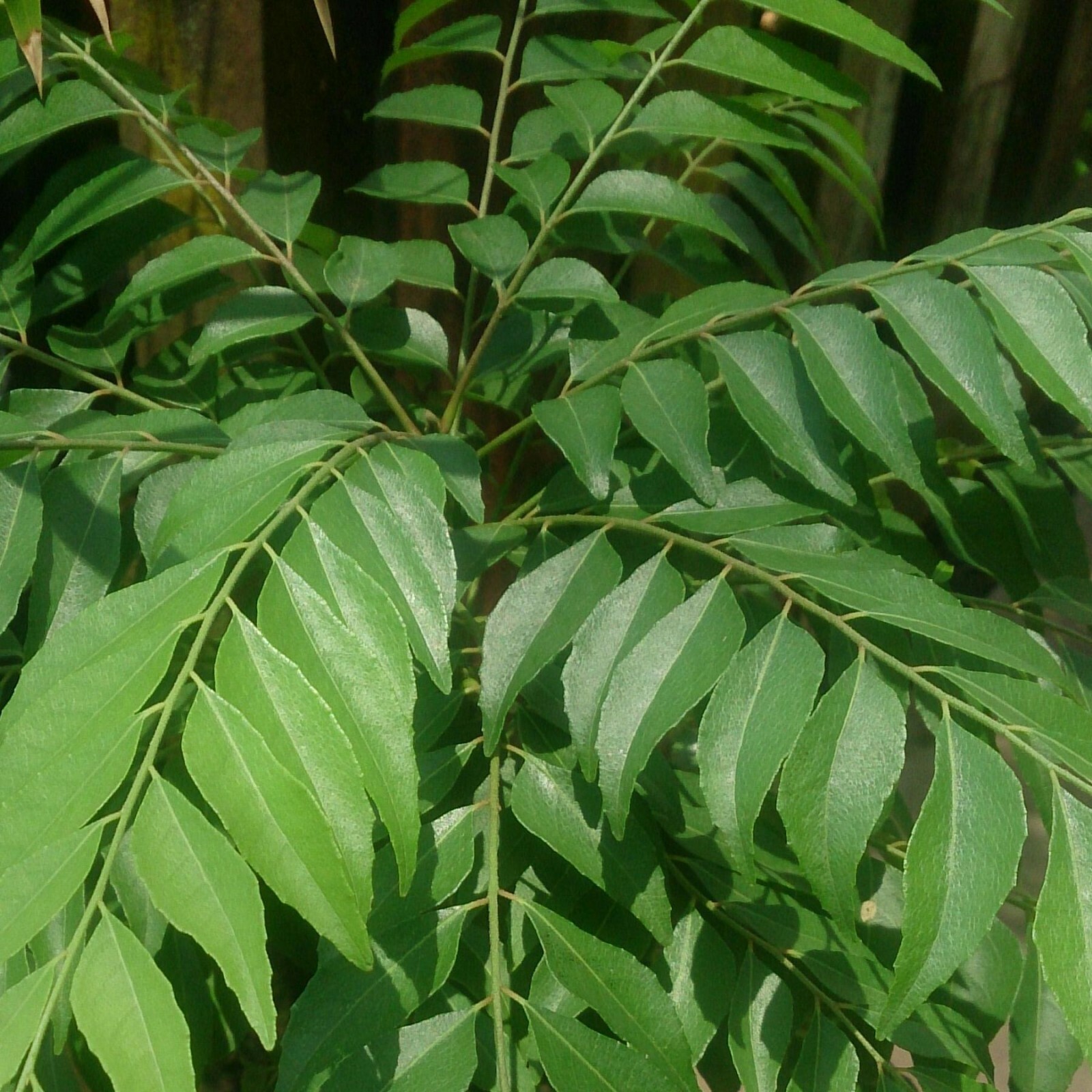 OFF SEASON PRICE-Fresh Curry Leaf - 1 lb (16 oz) - USDA Legal - Legal 50 States