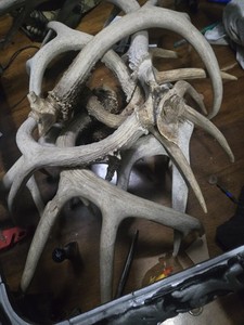 Deer Antlers Taxidermy Collection Assorted Mammal Animal Species Deer Display