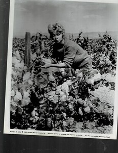 SUPER RARE!! 8X10 1959 Original CINDY ROBBINS MOVIE SCENE PHOTO~~