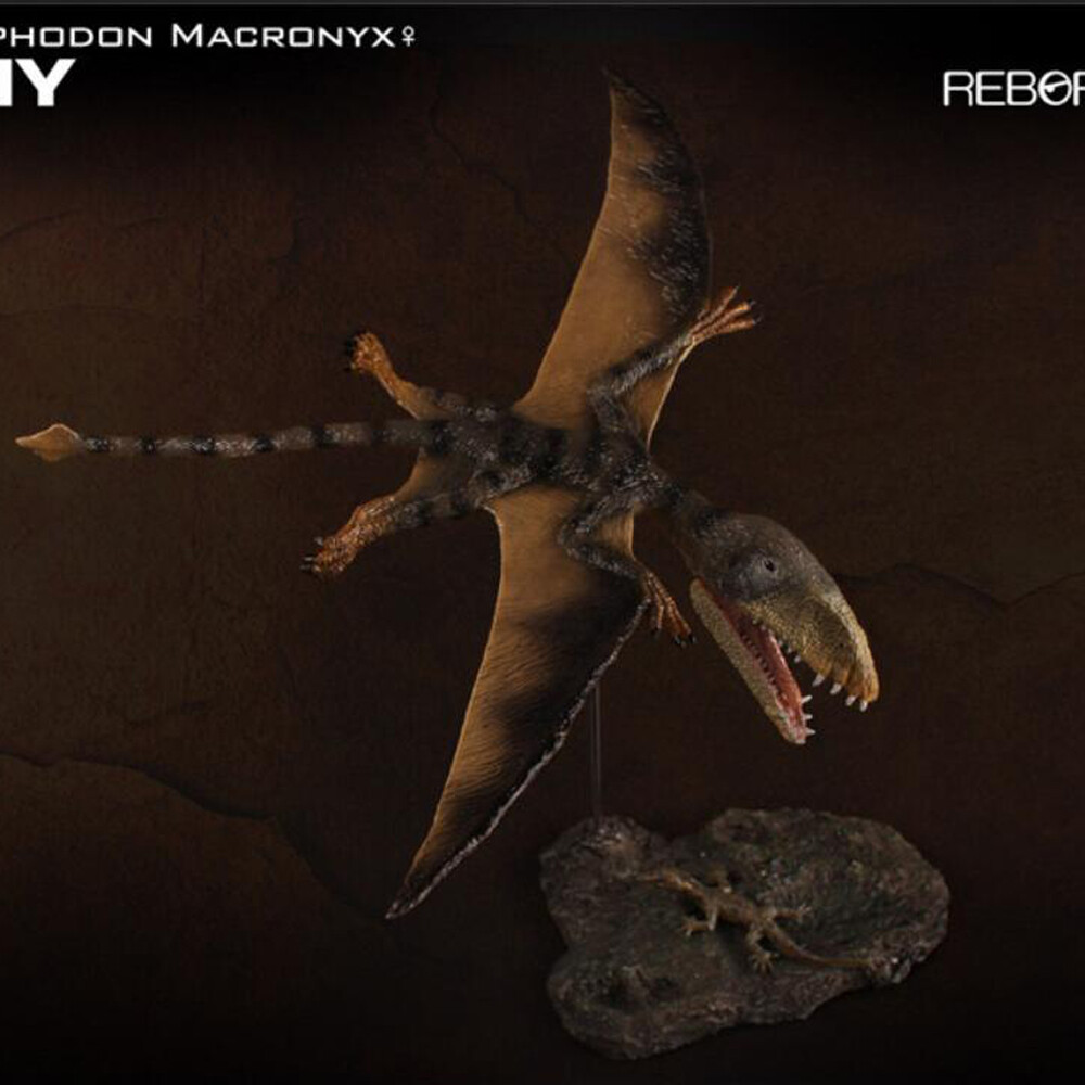 REBOR スミロドン REBOR Pterosaur DIMORPHODON MACRONYX JUDY Dinosaur Model Display