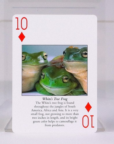 Vintage Chicago Shedd Aquarium PLAYING CARDS Complete Deck in Original Box RARE - Picture 4 of 9