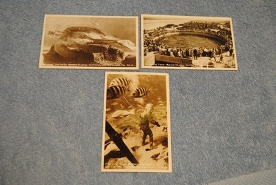 Vintage Florida Photo Postcards Lot Marine Studios Marineland Grumpy The Turtle