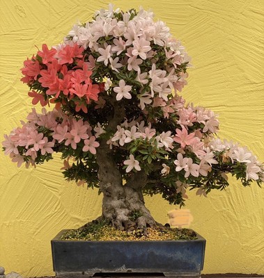 Joe SOLITR Bonsai Azalee " NIKKO " Doppelstamm Satsuki 57 Jahre Tokoname  Schale | eBay