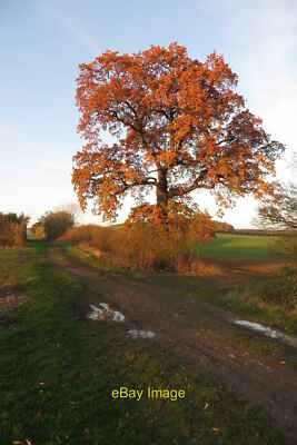 Foto 6x4 Goldener Baum auf der Spur Richtung Old Pond Close Warrington c2015