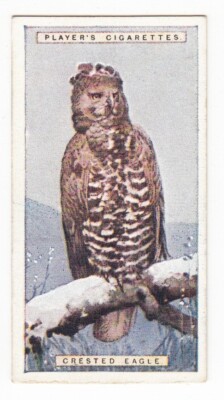 CRESTED EAGLE Vintage 1924 Wildlife Painting Tobacco Card