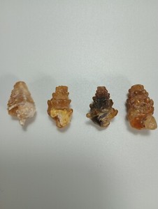 Agate, Carnelian replaced Gastropod, Morocco