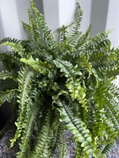 Ferns Bertie From patch plants Indoor Fern Indoor Plant