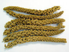 Higgins Spray Millet Treat tiel conure ringneck 25lb