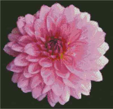 Flower Pink Dahlia Counted Cross Stitch Chart No.20-100 