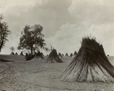 Hemp in Tepee Piles Boyle-Lincoln Counties Border Area Kentucky 8x10 photo 1934