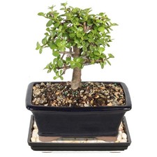Brussel's Bonsai - Medium Jade Live Tree, Potted 8-12 Inches, Green