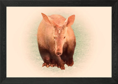 Erdferkel gerahmtes Wandbild Poster Leinwanddruck Bild