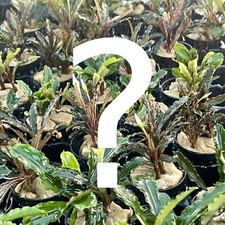 A Bucephalandra Species Grower's Choice Aquarium Plants Factory