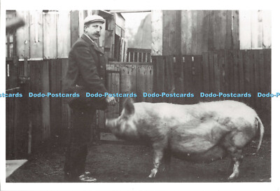 D096652 Ein Mann und sein Schwein. Ein Freilandschwein mit seinem Besitzer. Nostalgie Tinte. Postc
