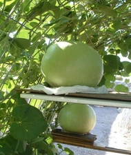 5 + Giant Bushel Gourd Seeds Fruit up to 100 lbs For Basket Arts&Crafts USA