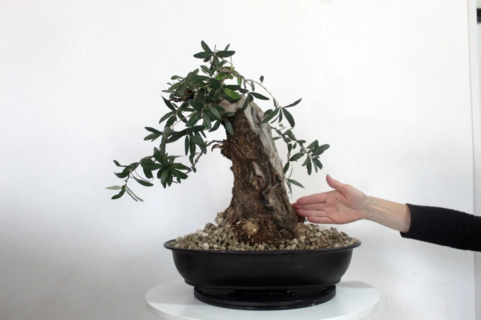 Vaso Bonsai Ovale in plastica dura 43 x 30 x 10cm. Spedizione Espressa - Immagine 3 di 3