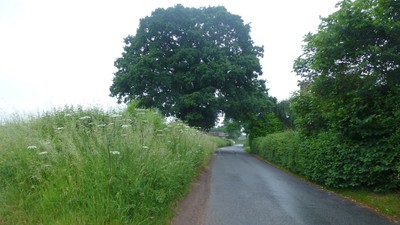 Photo 6x4 Oak by the road to Highnam Mature tree in full leaf of early su c2016