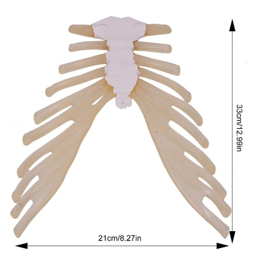 Human Skeleton Model for Anatomy Human Sternum Model Medicals Teaching Aid - Photo 8/8