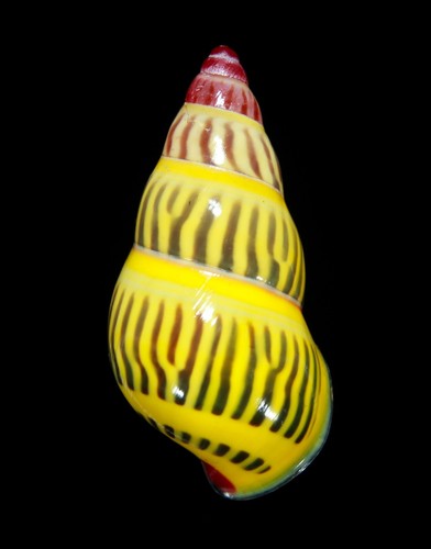 LAND SNAIL, SHELL - Amphidromus huberi- 32.9MM.