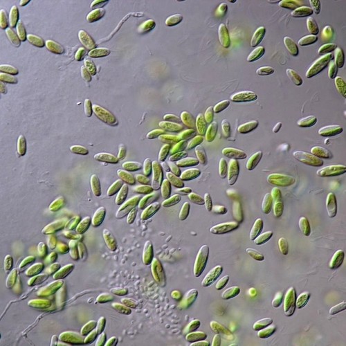 Paramecium Culture (Live Food for Fry)