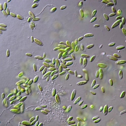 Paramecium Culture (Live Food for Fry) - Afbeelding 1 van 1