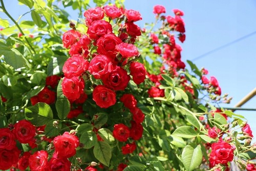 Bodendeckerrose SCARLET MEIDILAND, 10-20 cm, im Topf - Bild 2 von 4