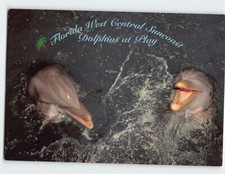Postcard Dolphins at Play Florida West Central Suncoast USA