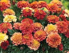 Semillas de caléndula fresa rubia que cambian de color caléndula flores semillas caléndula