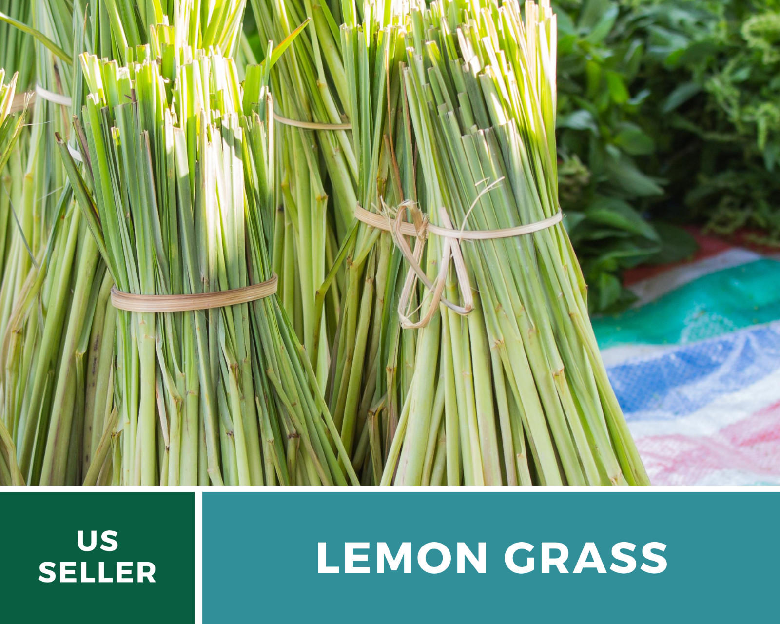 Lemon Grass 100 Seeds Culinary & Medicinal Herb (Cymbopogon