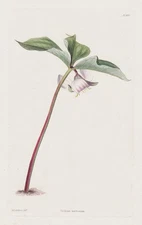 bashful trillium United States America flower botany botany engraving Loddiges