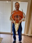 147” Main frame 8 pt Whitetail Deer Antler Rack Horn European skull shed bones
