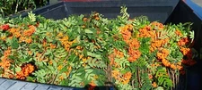 20 Seeds, Orange Berry Pyracantha, Firethorn, Rosaceae
