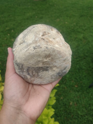 Whale Bone Vertebra Marine Mammal Vertebrae 1lb 7ozs - Picture 6 of 8