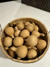 50 Large 2-2.5 Inch Clean Tennessee Spinner  Gourds Primitive  Colonial Cabin