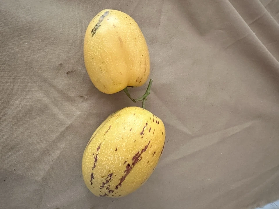 10x Pepinos Melon FreshCutting Plants - Image 4 of 4