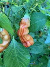 25+ AJI Stripey Pepper Seeds  🇺🇸 USA Grown 🇺🇸 100% Organic!