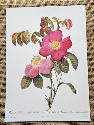 10''x14'' P J Redoute Flower Print Rosa Gallica Rosea Flore Plate 142