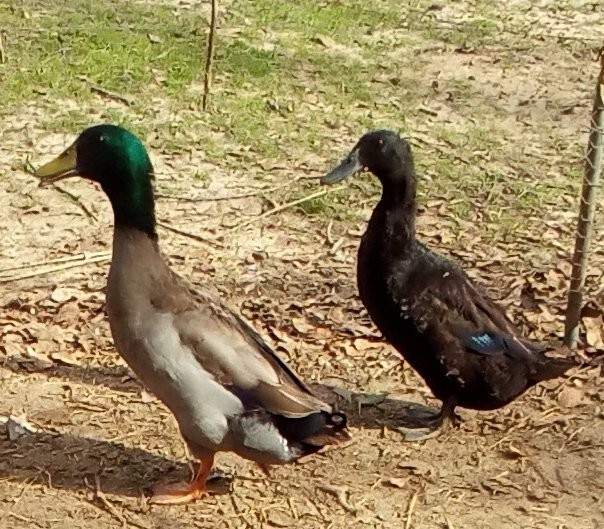 SPRING SALE!! 8 Fresh and Fertile Runner x Rouen duck eggs Terrific Egg