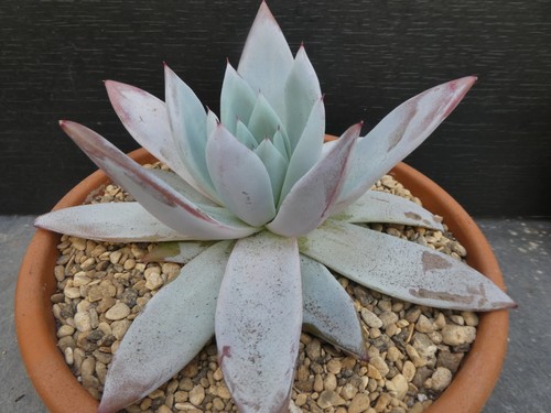 ECHEVERIA MEXICAN GIANT, shown in 22cm pot, lovely, healthy succulent