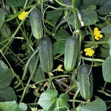 20 Seeds Cucumber AKORD F1 Bejo Zaden Netherlands семена огурец огірок