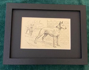 Bull Terrier "Duo"  MATTED | FRAMED | READY TO GIFT - 1950 Vintage Dog Art Print
