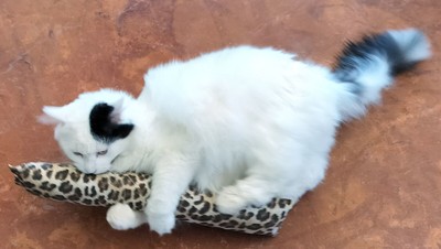 (Extra Large) 18'' Catnip Cat Kicker Toy (Filled with 1 oz Canadian Catnip)