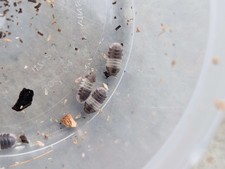 15ct Cubaris Sp. Panda King Isopods
