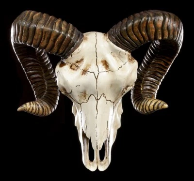 Wandrelief - Widder Totenkopf - Wanddeko Western Schädel Hörner - Bild 1 von 4