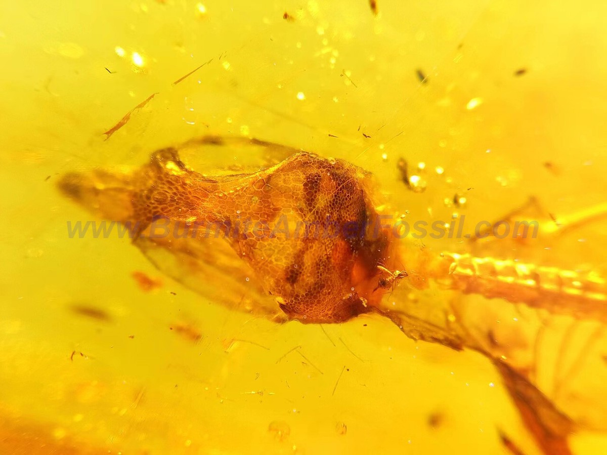 Burmite Amber Fossil - SC2508 4cm Complete Lizard Skelton in