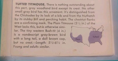 Tufted Titmouse Reclaimed Page - Picture 3 of 3