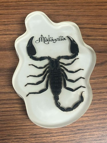 Malaysia Black Scorpion in Clear Lucite Resin Science Education Specimen Block