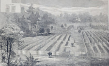 Andersonville Prison National Cemetery 1865  vtg print  Clara Barton raises flag