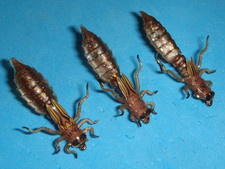 FLY FISHING FLIES - Brown SILI DRAGONFLY NYMPH (weighted) size #8 (3 pcs.)