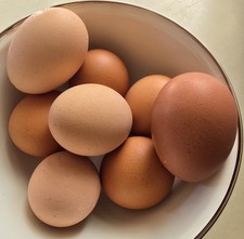 12- One Dozen Large Brown Hatching Eggs Barnyard Mix